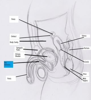 Illustration for article titled What Exactly Is Mpreg? A Male Pregnancy Enthusiast Explains